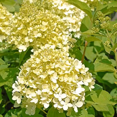 Thompson and Morgan Hydrangea Limelight Standard Deciduous Ornamental Shrub with Lime-Green and White Flowers, 4.5 Litre Pot – 1