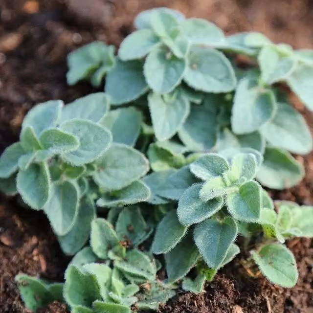 Primrose Origanum Hot and Spicy Herb Garden Bedding Plant in a 9cm Pot
