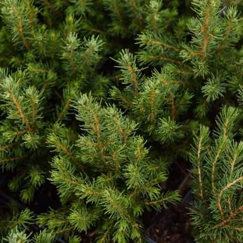 Thompson & Morgan Nurseryman’s Choice Conifer Collection of 6 Mixed Evergreen Garden Trees and Shrubs in 9cm Pots – 2