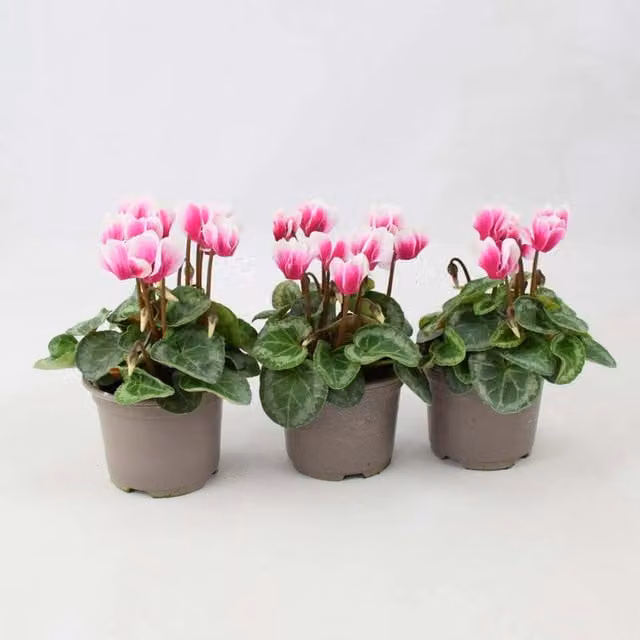 Plants by Post Cyclamen Pink Bicolour Perennial Plants, Pack of 3, 9cm Pots
