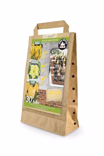 GreenBrokers Yellow Lasagne Mix of 30 Spring Flower Bulbs including Crocus Yellow, Narcissus Banana Daiquiri and Tulipa Fringed Elegance – 1
