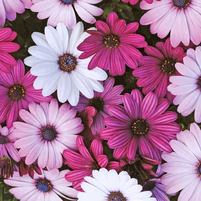 Unwins Osteospermum Akila Mix Flower Seeds, Purple and Multicolour
