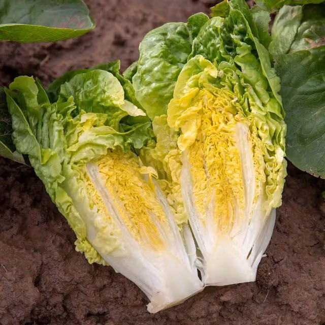 Unwins Little Gem Lettuce Seeds, Green