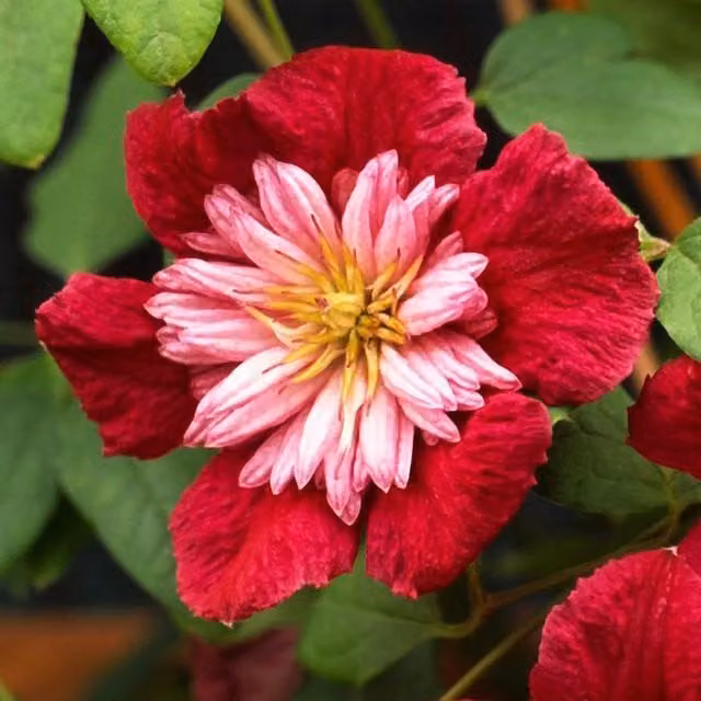 Plant Theory Clematis Avant-garde Red Flowering Climbing Plant, Green