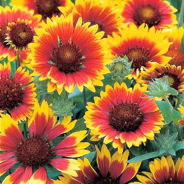 Unwins Gaillardia Summer Fire Flower Seeds, Red and Yellow