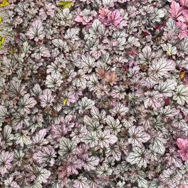 Plants By Post Heuchera Huckleberry Perennial Outdoor Ornamental Plant, 2L