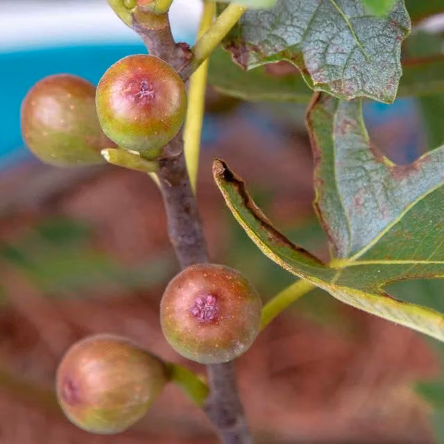 Marshalls Garden Fig Little Miss Figgy Dwarf Patio Fruit Tree, Red