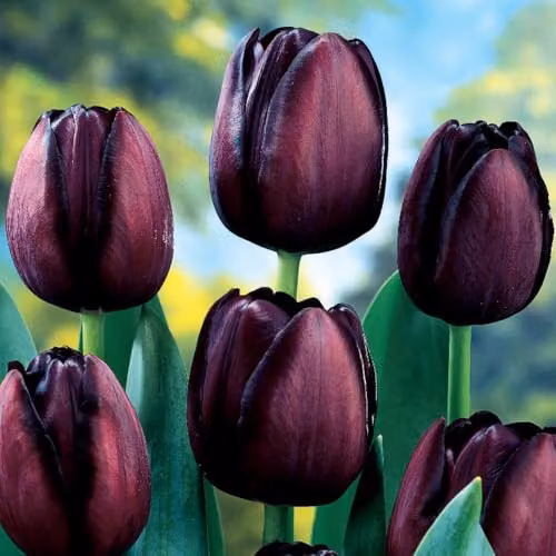 YouGarden Queen of the Night Tulip Bulbs, 30 Bulbs, Deep Purple – 1