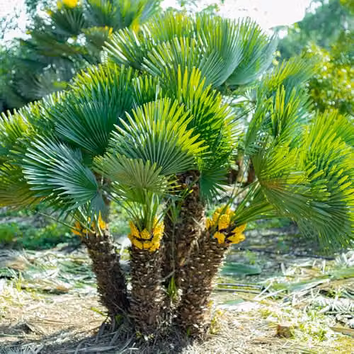 YouGarden Hardy Fan Palm Chamaerops humilis, Green Ornamental Tree in 20cm Pot, 60-80cm Tall – 1