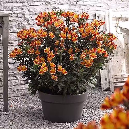 Thompson & Morgan Indian Summer Alstroemeria Peruvian Lily Plants, Orange and Yellow Blooms, 6x Jumbo Plug Plants – 3