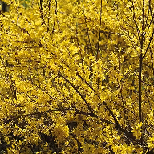 Thompson & Morgan Forsythia Spectabilis Deciduous Hardy Ornamental Shrub with Golden Yellow Bell-Shaped Flowers, 9cm Pot – 1