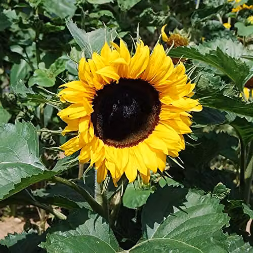Thompson and Morgan Sunflower Helianthus annuus Little Dorrit F1 Hybrid Seeds, Yellow, 20 Seeds – 4