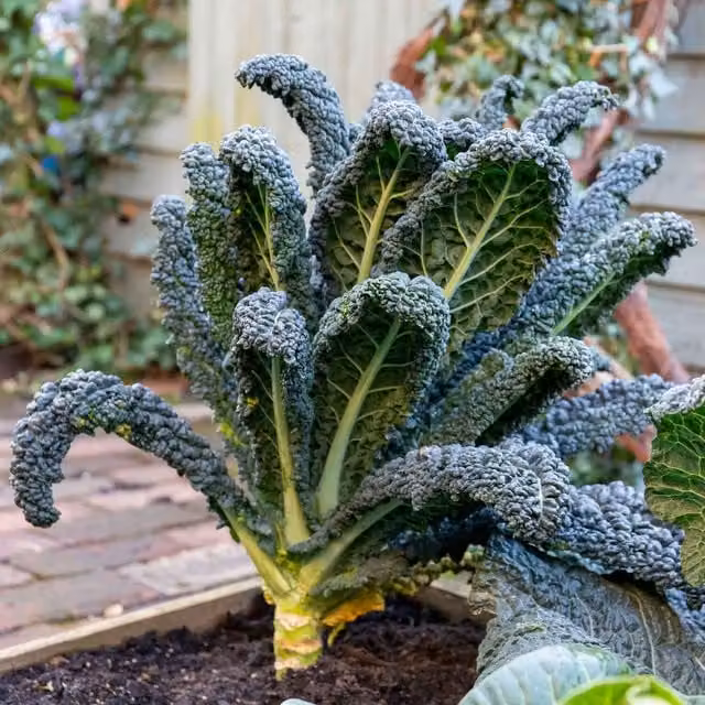 Marshalls Garden Kale Cavolo Nero Black Magic in Black and Green