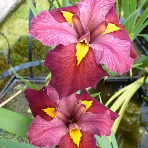 Thompson & Morgan Iris Louisiana Ann Chowning Marginal Aquatic Plant, 9cm Pot – 1