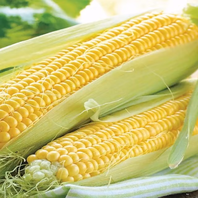 Marshalls Garden Rising Sun Sweetcorn Seeds, Yellow, 30 Seeds