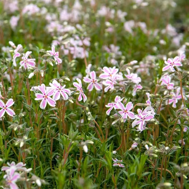 Marshalls Garden Phlox subulata Creeping Groundcover, Pink and White, Pack of 6