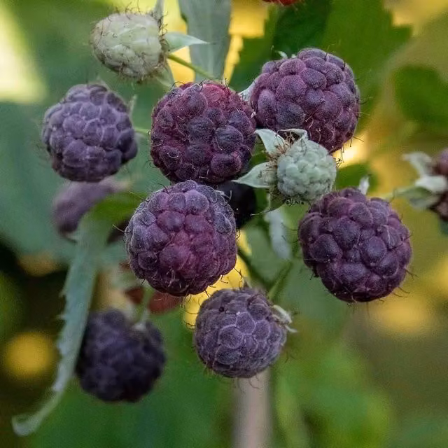 Marshalls Garden Thornless Raspberry Glen Coe Summer Fruit Berry Bush, Potted