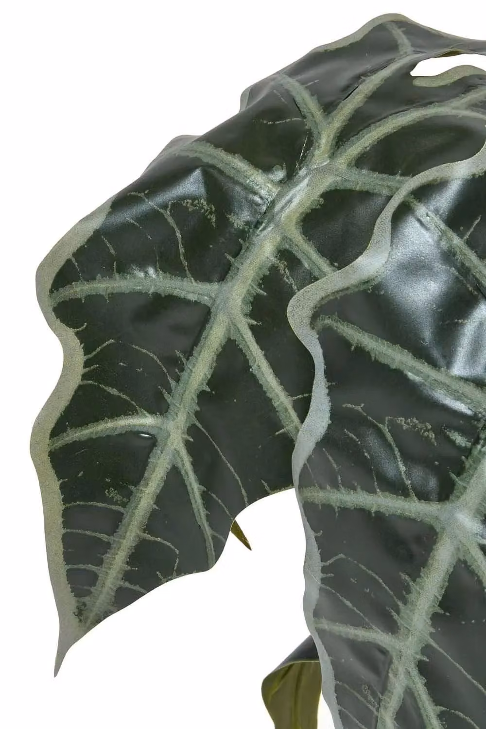 Homescapes Artificial Elephant Ear Plant in Green Pot, Height: 50 cm – 4