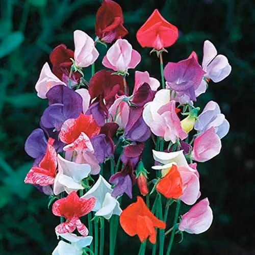 Thompson and Morgan Sweet Pea Heirloom Mixed Multicolour Climbing Flower Seeds, 20 Seeds