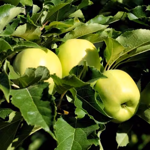Thompson and Morgan Golden Delicious Espalier Apple Fruit Tree, Self-Fertile, 5 Litre Pot – 3