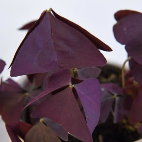 Thompson & Morgan Oxalis triangularis Mijke Purple Butterfly Houseplant with White and Pink Flowers, 1x 12cm Potted Plant – 2