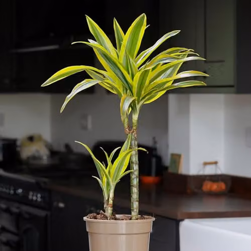 YouGarden Dracaena Lemon Lime Two Stem Indoor Houseplant with Striped Green and Yellow Foliage in a 17cm Pot – 1