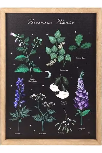 KDMD Poisonous Plants Botanical Illustration Framed Wall Art Print in Black – 2