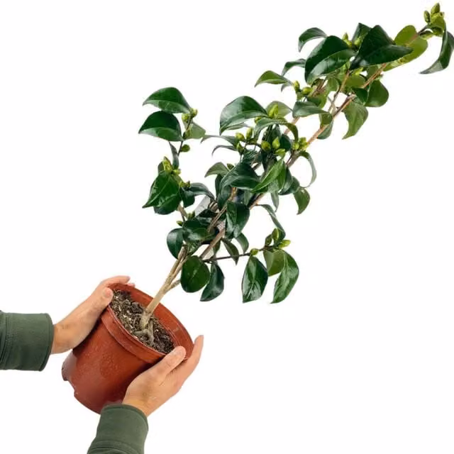 Plants By Post Pink Camellia Japonica Evergreen Ornamental Tree in 3L Pot