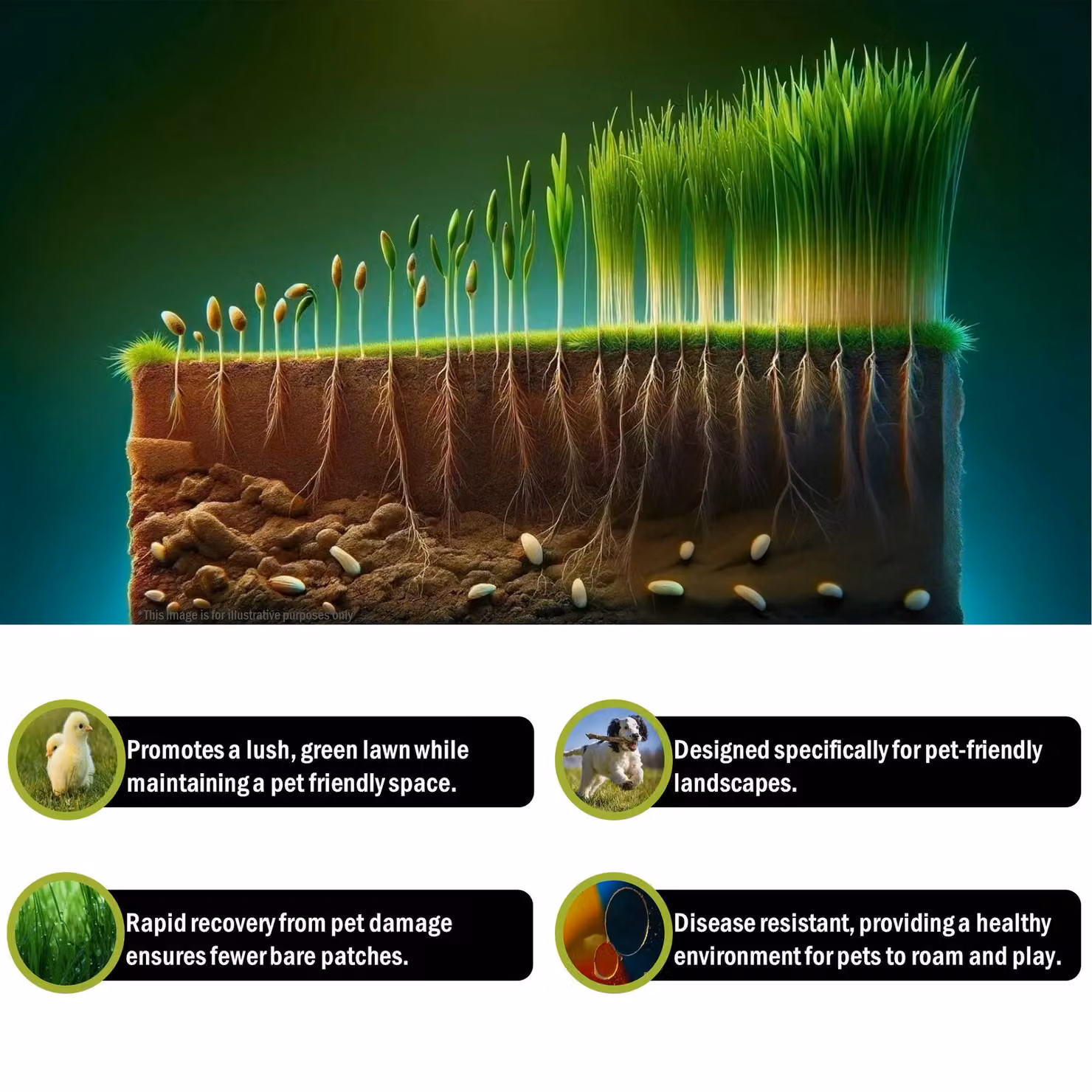 Pegdev Pet Friendly Grass Seed for Lawns and Pastures, 1kg – 3