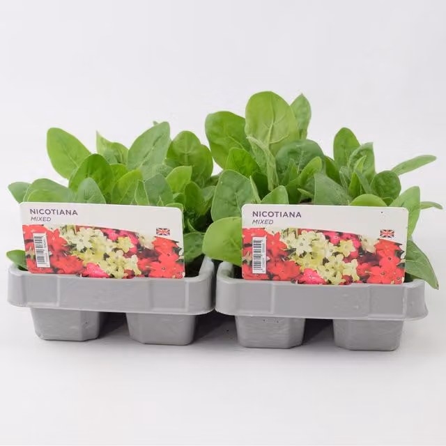 Plants By Post Nicotiana Mixed Fragrant Bedding Plants, Multicolour and Pale Green, 12 Plants