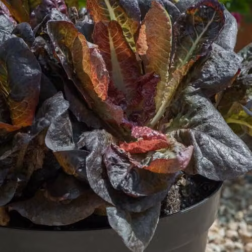 Thompson & Morgan Lettuce Intred Mini Romaine Seeds, Purple and Red Leaves, 100 Seeds – 3