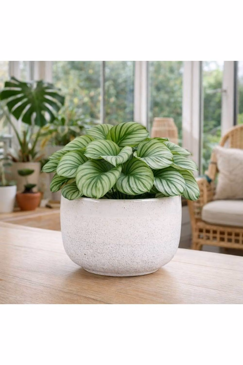 KDMD Hortus White Bordeaux Stoneware Pot, H 12 cm x Dia 17 cm – 2
