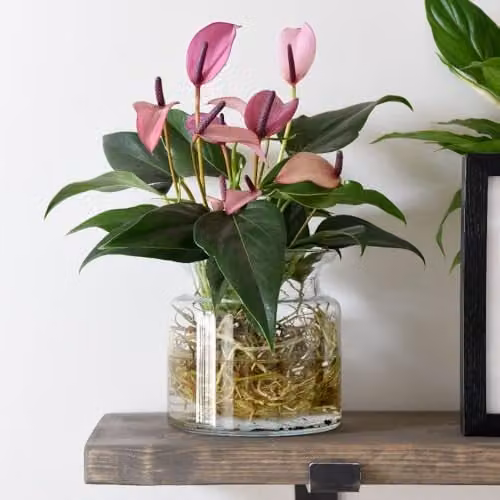 Thompson & Morgan Anthurium Aqua Pink Flowering Indoor Plant with Visible Roots in a Transparent Glass Vase
