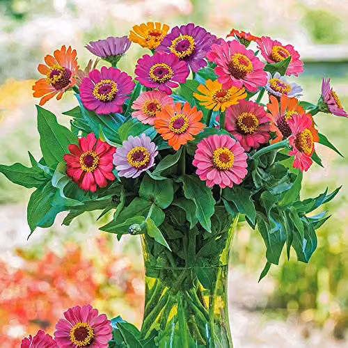 Thompson and Morgan Zinnia Forecast Elegans Ornamental Flower Seeds, 40 Seeds per Packet, Multicolour – 3