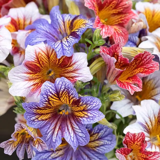 Unwins Salpiglossis Sinuata Tora Staring Eyes Flower Seeds, Multicolour Red, Purple and Gold