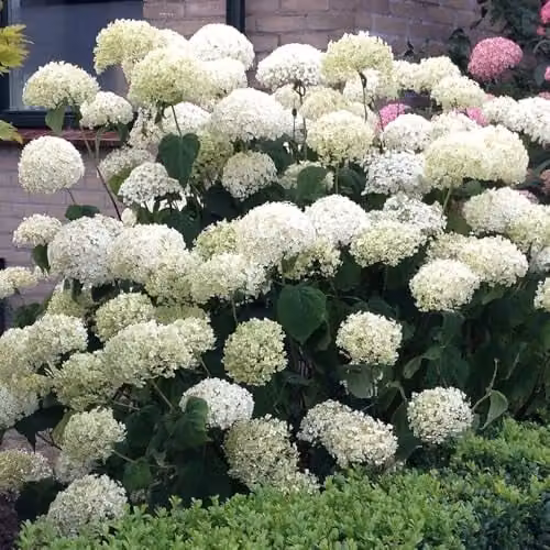 YouGarden Hydrangea Incrediball Ornamental Shrub with White Flowers in 3L Pot – 4