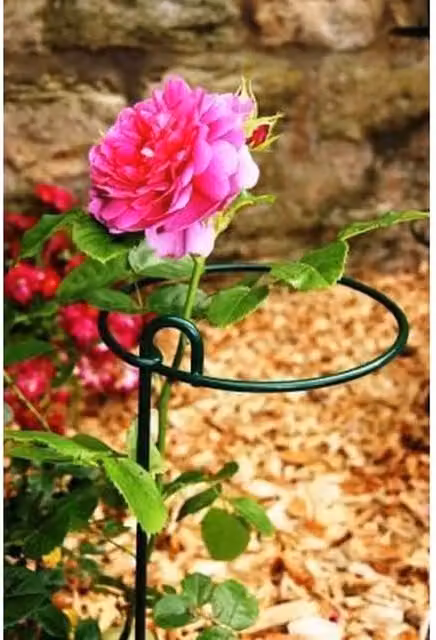 Poppyforge Large Bunch Support Plant Stakes in Green, Pack of 4, W/D/H: 30.5 x 30.5 x 86 cm – 1