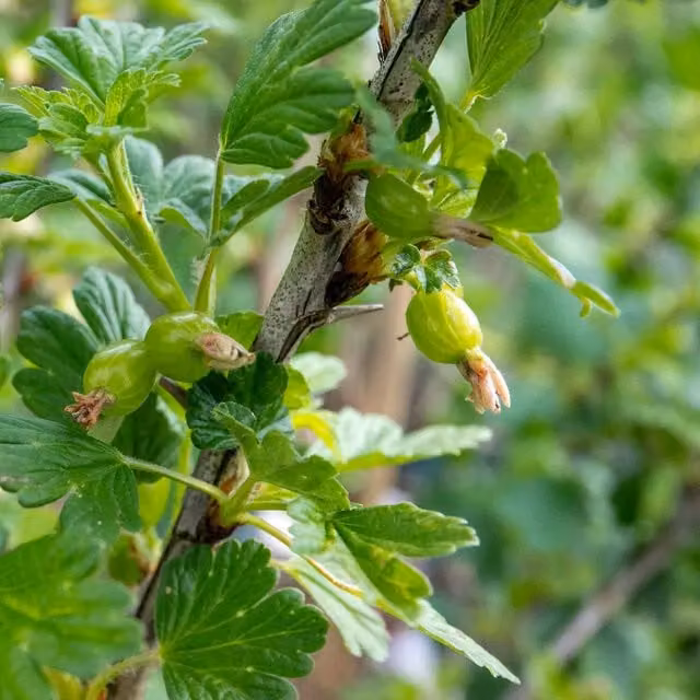 Marshalls Hinnonmaki Gooseberry Standard Fruit Tree, Green