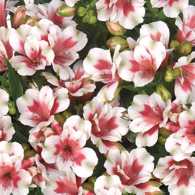 Marshalls Garden Alstroemeria Inticancha Collection Multicolour Bedding Plant Trio
