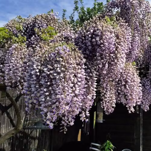 Thompson and Morgan Wisteria sinensis Prolific Climbing Shrub with Blue-Purple Flowers, 1.5 Litre Pot