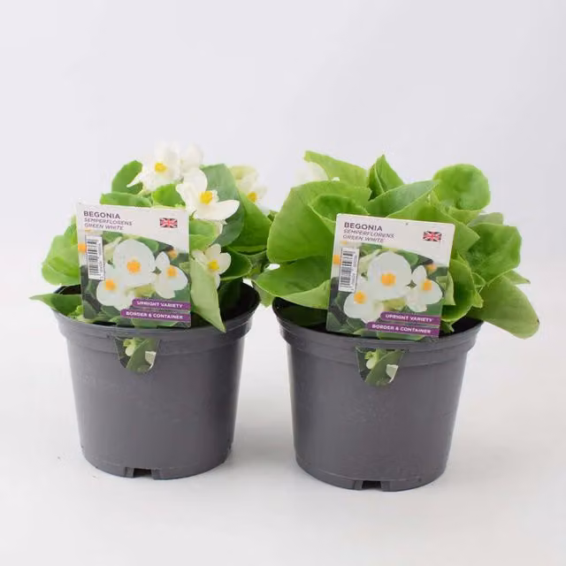Plants by Post Begonia Semperflorens Bedding Plant, White and Green, 1L Pot x 2