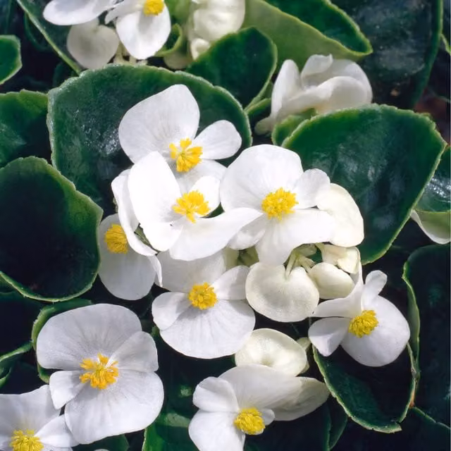 Plants By Post Begonia Semperflorens Bedding Plants, White and Green, 6 Pack