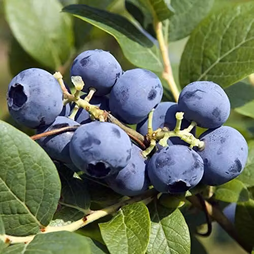 Thompson and Morgan Blueberry Fruit Bush Bluecrop Outdoor Potted Plant, 3 x 9cm Pots