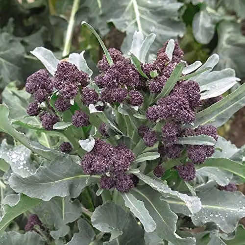 Thompson and Morgan Purple Rain F1 Hybrid Broccoli Vegetable Seeds, 40 Seeds
