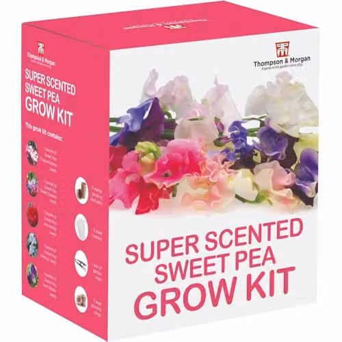Thompson & Morgan Sweet Pea Blooming Bouquet Grow Kit with 5 Fragrant Varieties in Red and Multicolour – 1