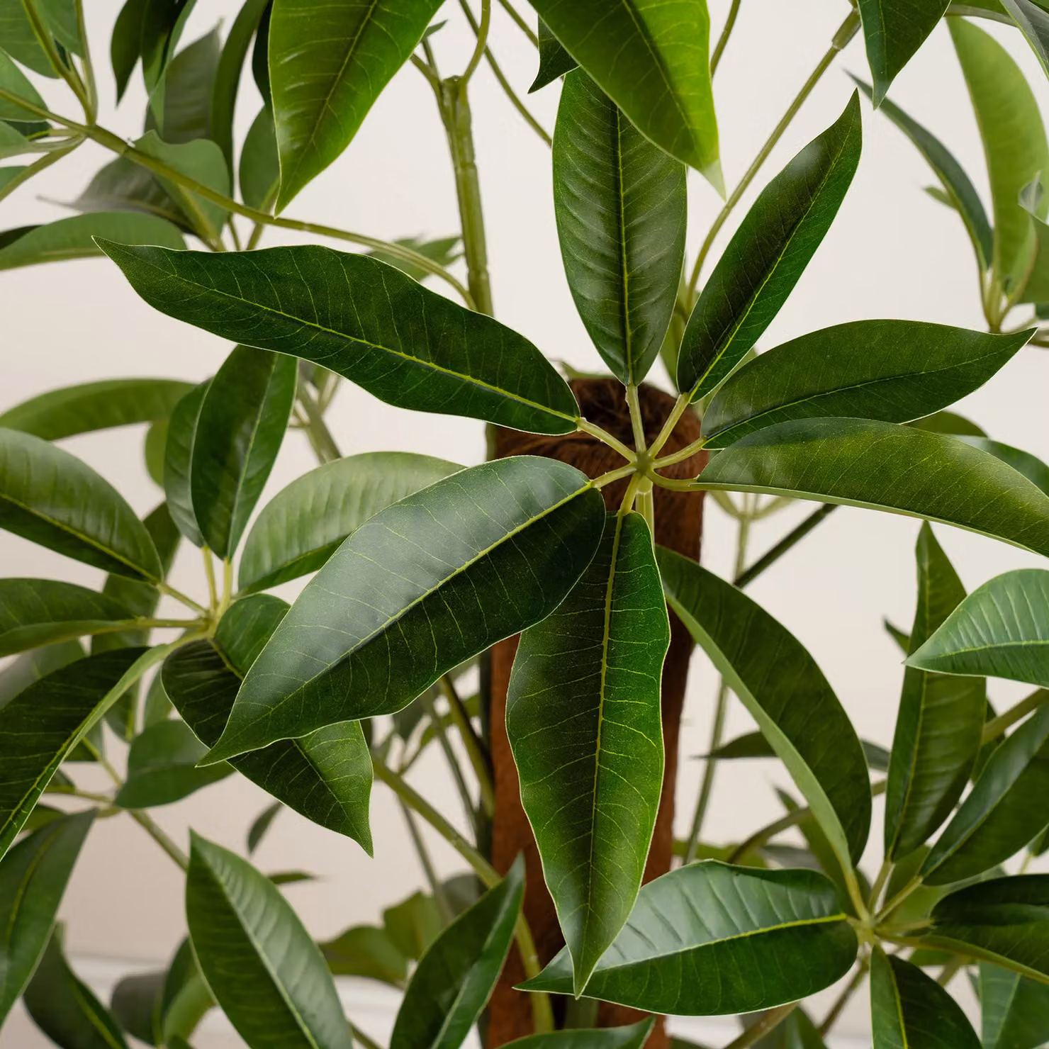 Scottish Everlastings Ltd Real Touch Climbing Schefflera Umbrella Plant in White Pot, Green, Height: 120 cm – 3