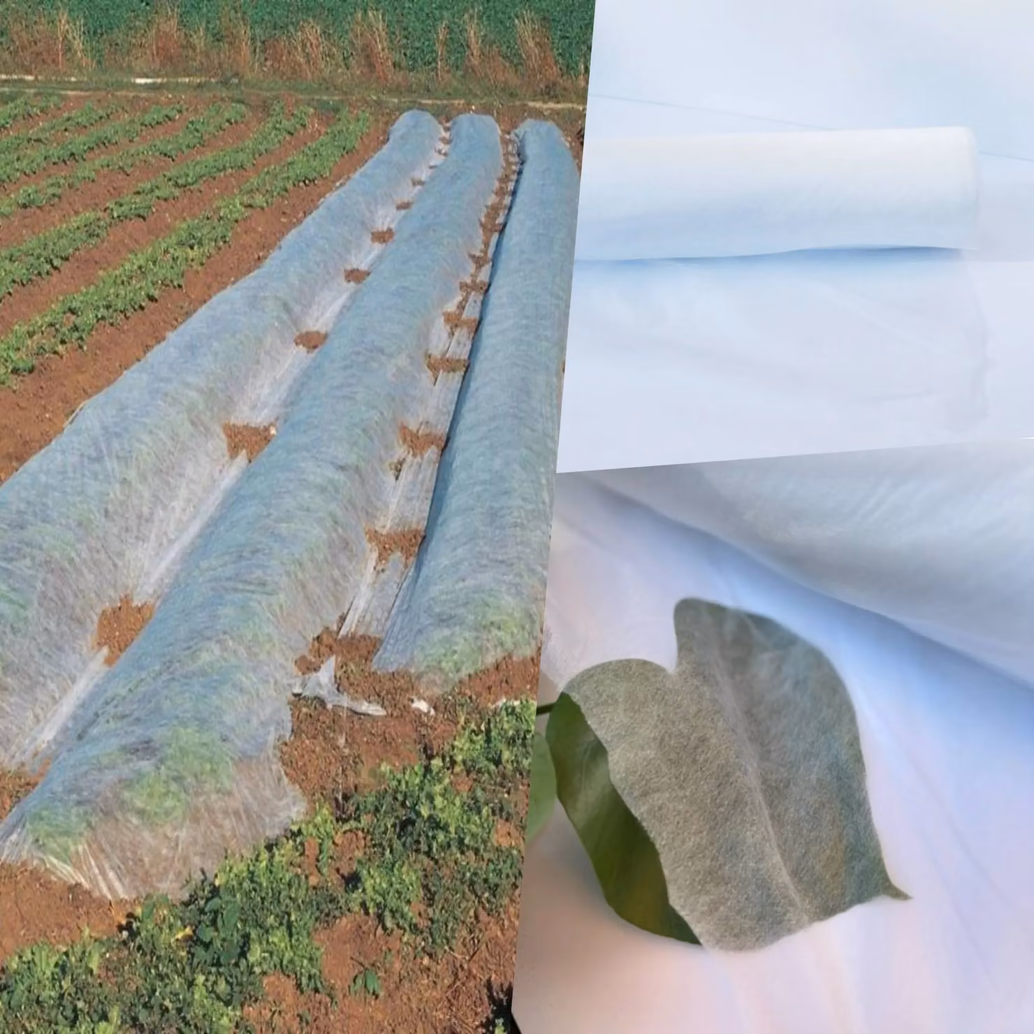 Pegdev Frost Protection Fleece All-Season UV Resistant Crop Cover in White – 2