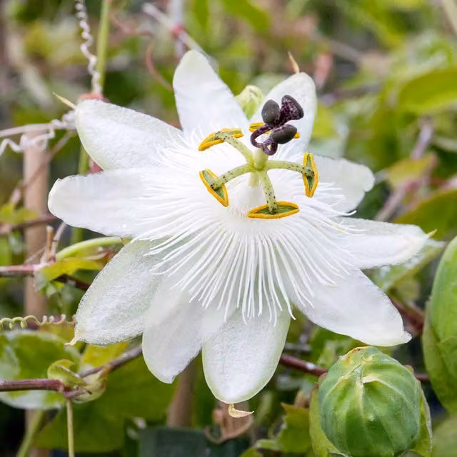 Marshalls Garden Passiflora Constance Elliot White Fragrant Passionflower Climber, 2 L Pot