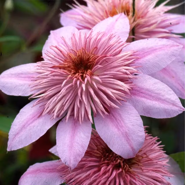 Plants By Post Clematis Empress Evipo011 Purple Climbing Outdoor Ornamental Garden Plant