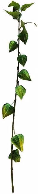 KDMD Botanica Green Houzouki Artificial Plant, 2 Pack, Height: 91 cm